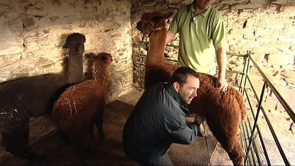 Alpacas