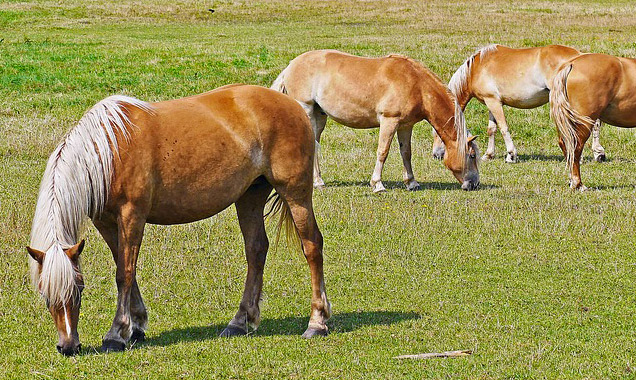 Horses