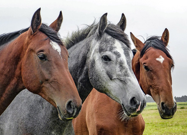 Horses